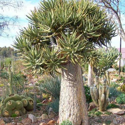 เมล็ด Aloe dichotoma  (Tree Aloe)